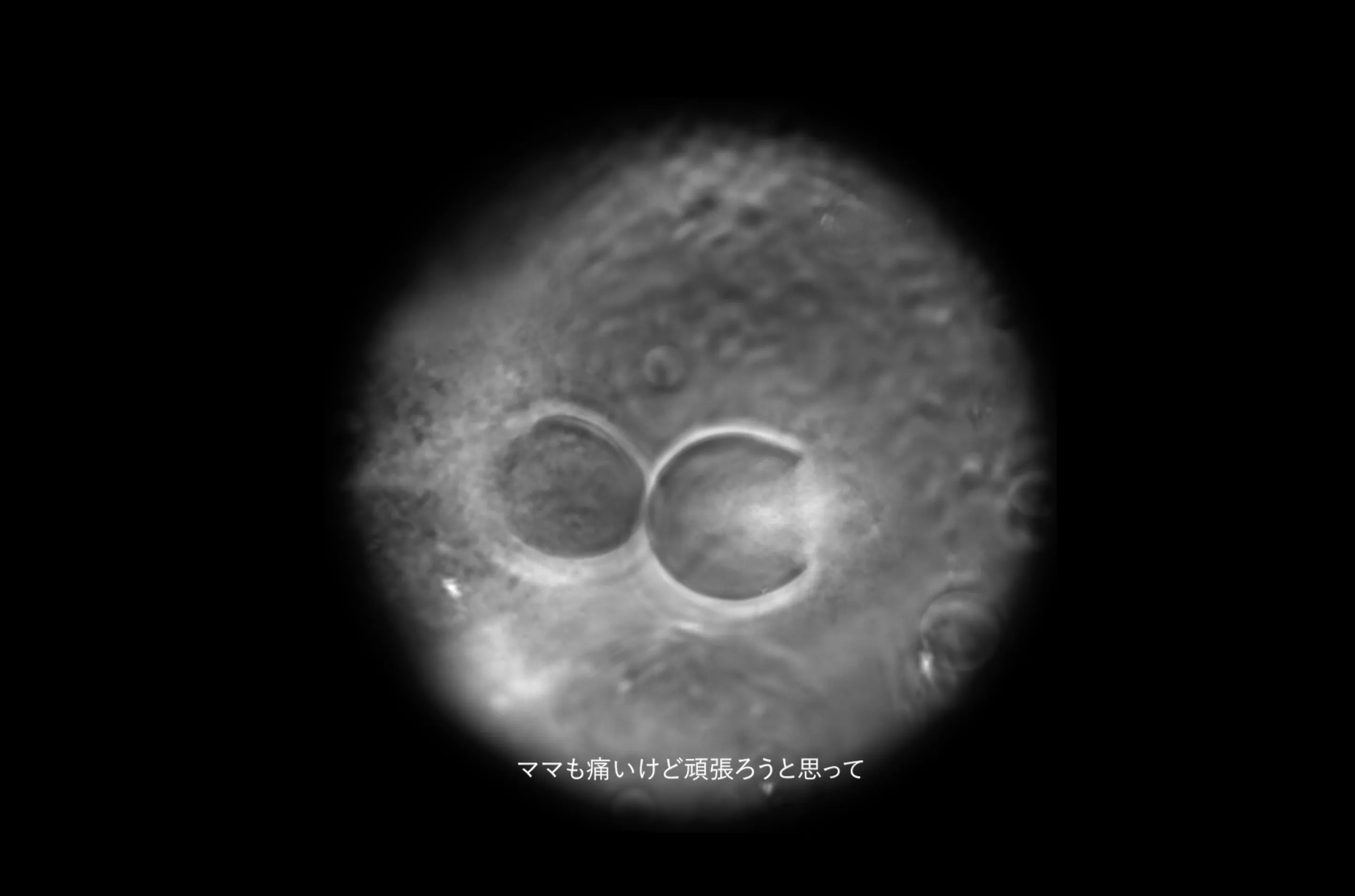 studywork_THE HUMAN BIRTH